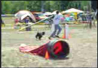 Shadow in an agility contest